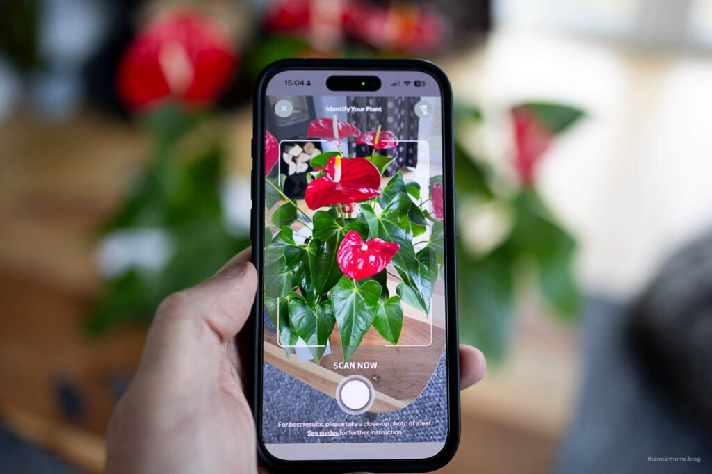 plant identification through the Willow App