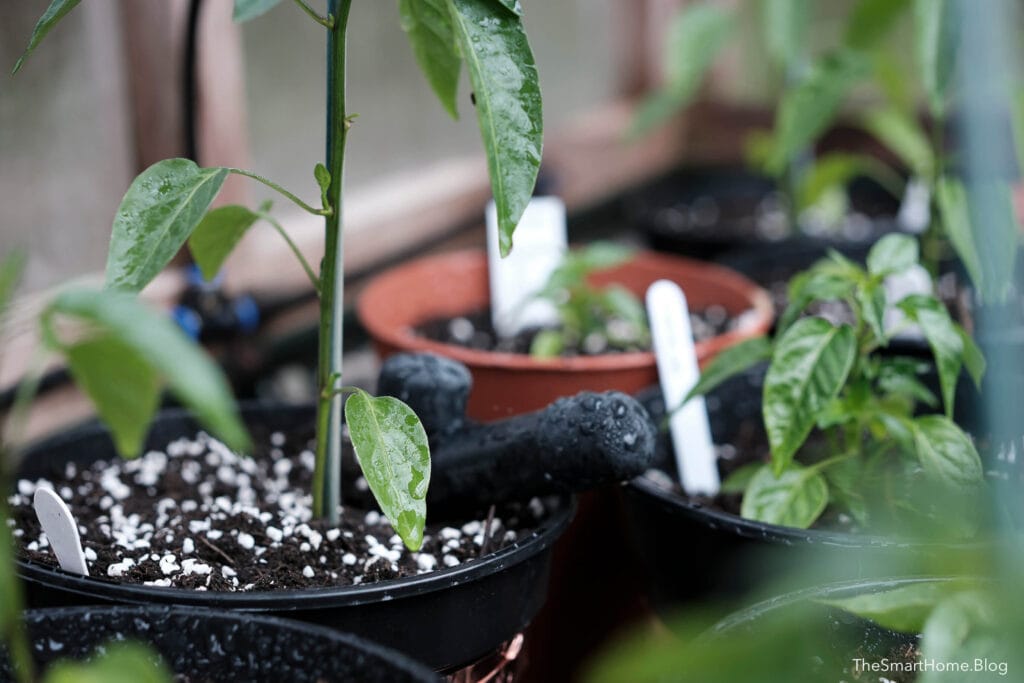 Smart watering in an automated greenhouse