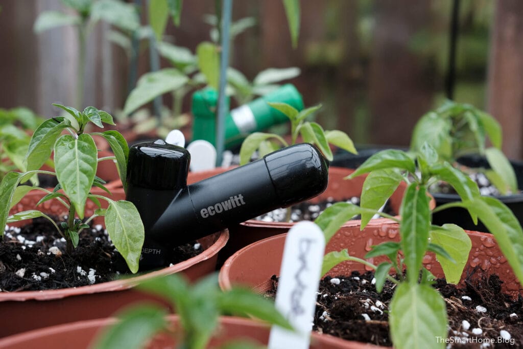 Ecowitt WH52 Chilli plants